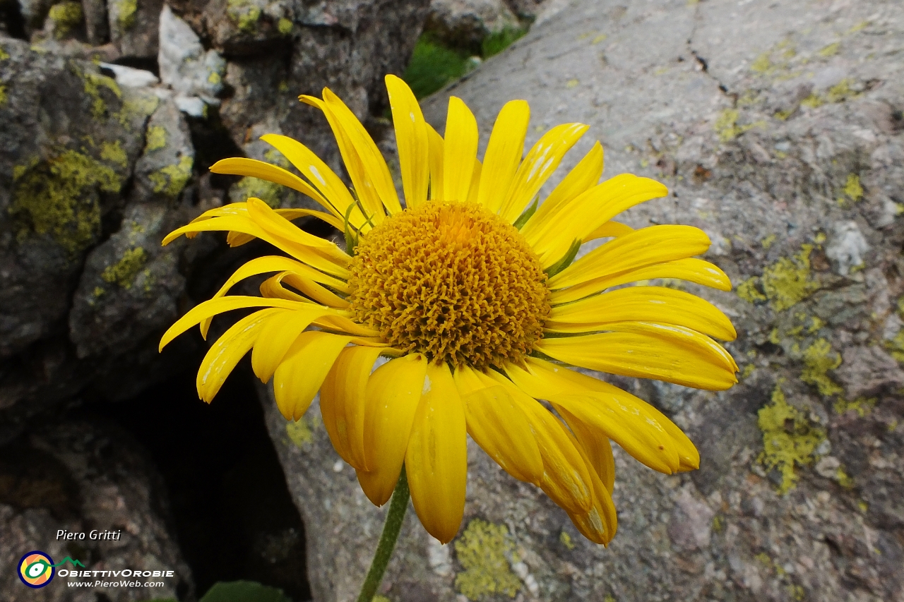 29 Doronicum grandiflorum.JPG